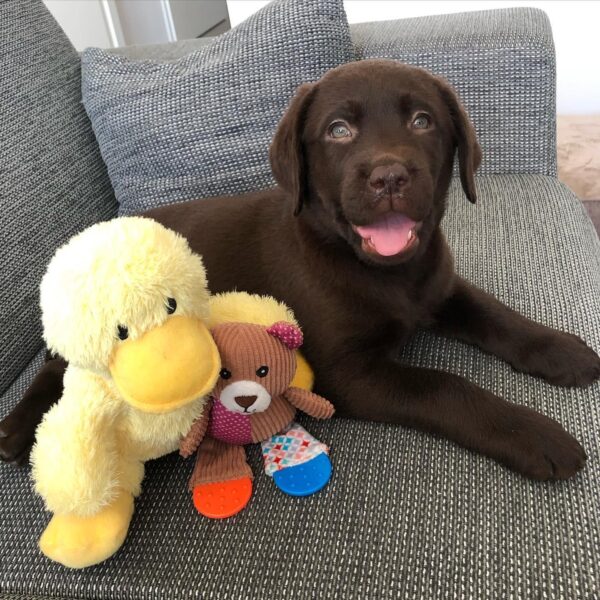 Chocolate Labrador Puppies for Sale