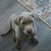 silver Labrador puppies for sale