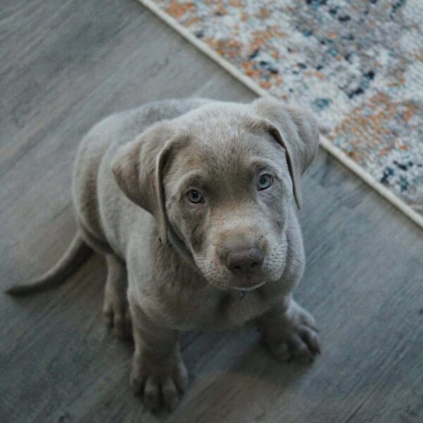 silver Labrador puppies for sale