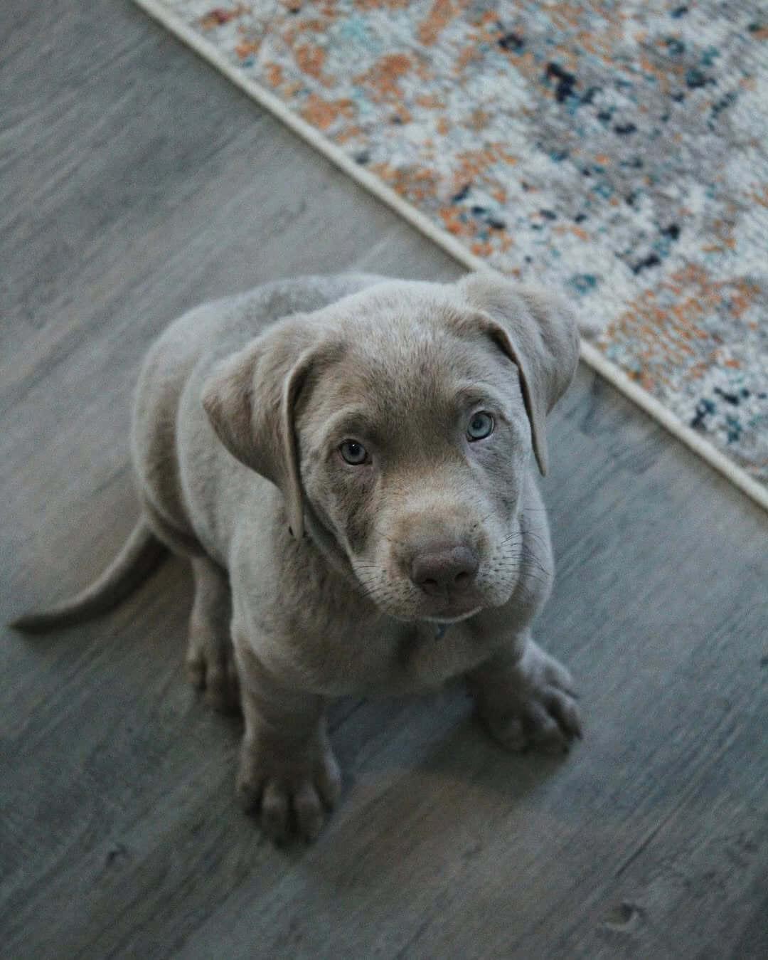 silver-Labrador-puppies-for-sale silver Labrador puppies for sale