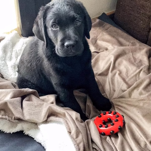 Black Lab Puppies for Sale