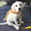 White Labrador Puppies for Sale