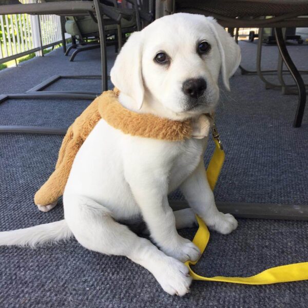 White Labrador Puppies for Sale