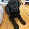 Black Labrador Retriever Puppies for Sale