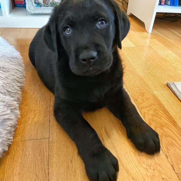 Black Labrador Retriever Puppies for Sale
