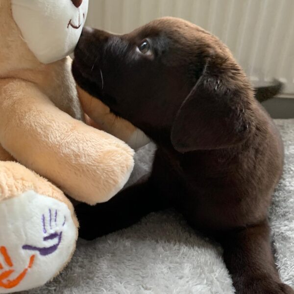 chocolate brown Labrador puppies for sale