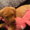 Fox Red Lab Puppies for Sale