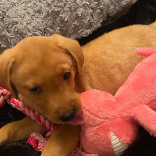 Fox Red Lab Puppies for Sale