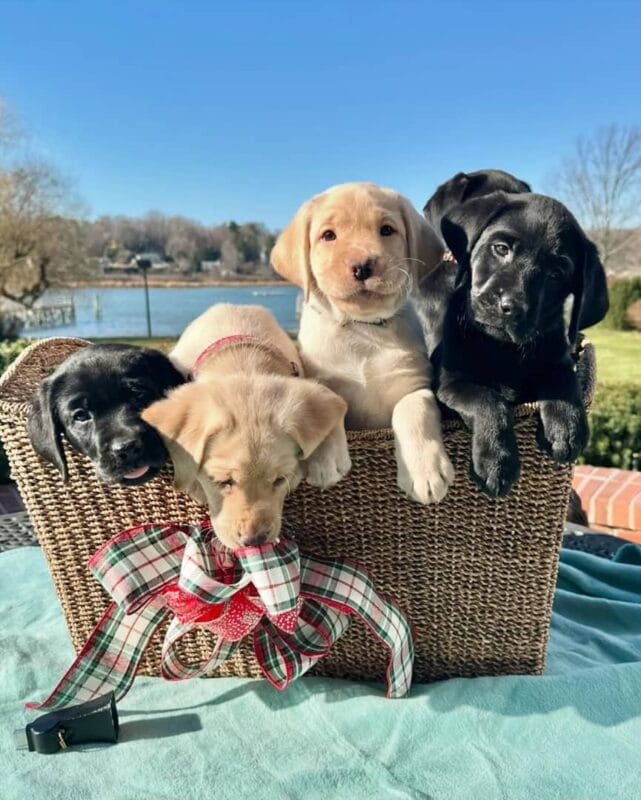 Labrador puppies for sale near me