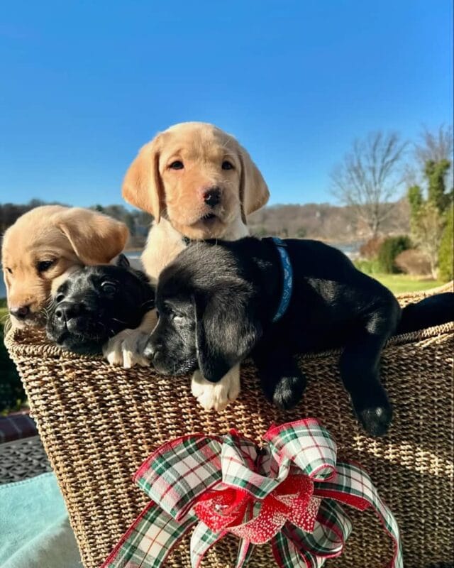 Labrador puppy for sale