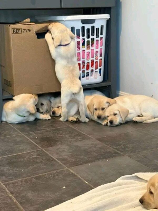 Lab Puppies for Sale