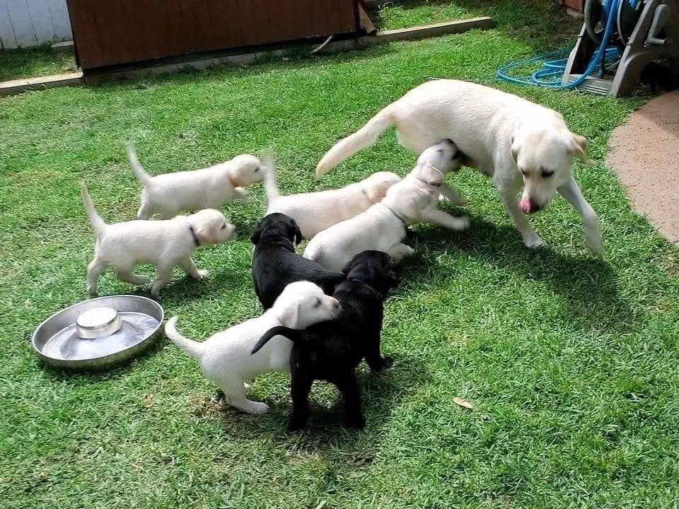 Buy Lab Retriever Puppies | Labrador Today