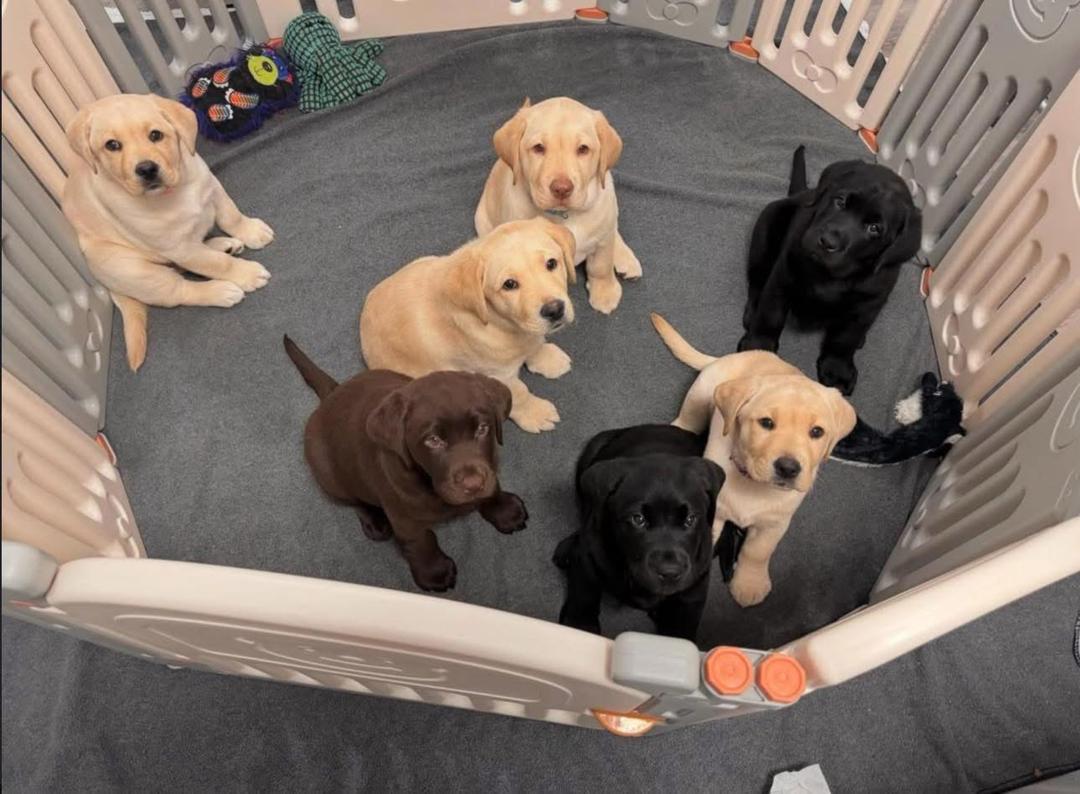 Labrador puppies for sale