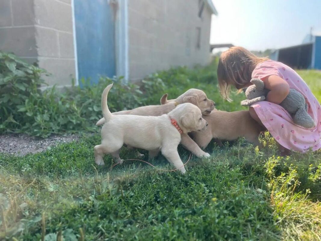 labrador puppies to buy​