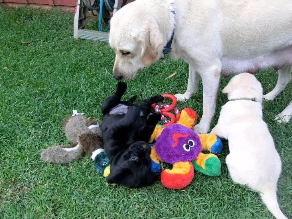 Buy Lab Retriever Puppies | Labrador Today