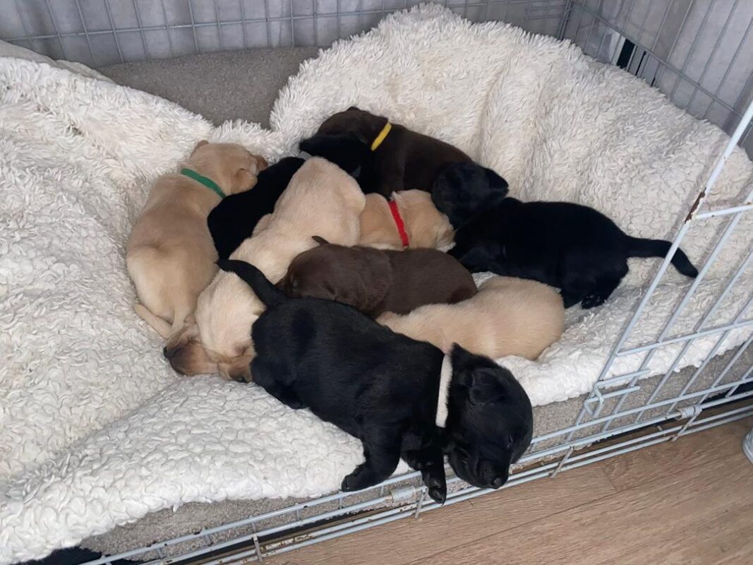 labrador puppies puppies for sale
