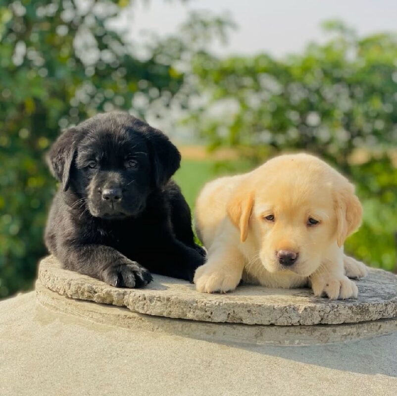 Labrador Puppies