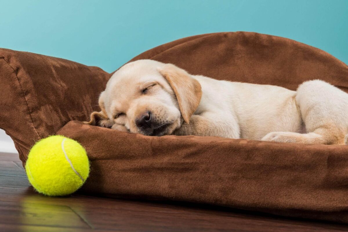 Labrador puppy first week at home